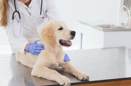 World veterinary day, la Laserterapia è la nuova alleata nella cura e nel benessere degli animali.